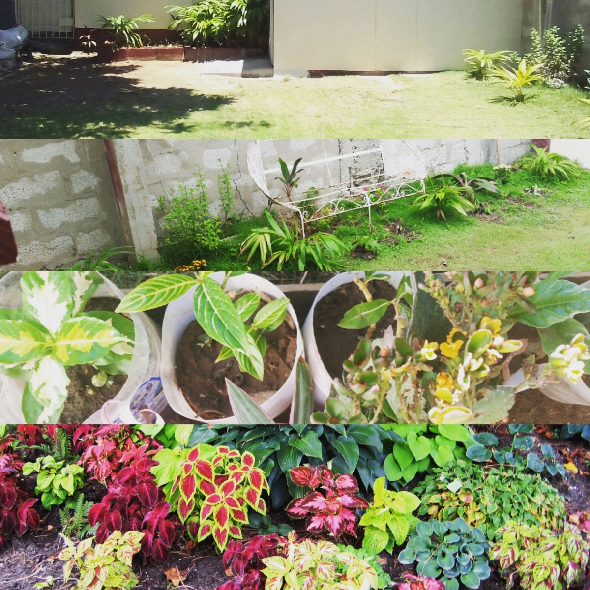 Jamaican Urban Organic Farming: Gardening Goals